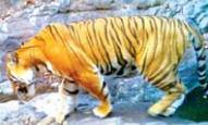 tiger